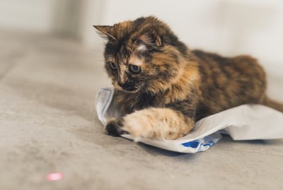 Why Do Cats Love Laser Pointers?