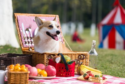 16 Dogs Who Are So Excited For Spring