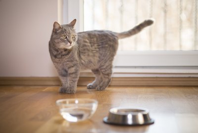 Why Does My Cat Always Move Her Water Bowl?
