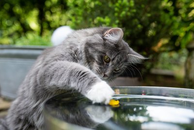 Does Your Kitty Love Water? Try Making These “Splash Games”