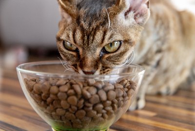What Should I Do If My Cat Eats Too Fast?