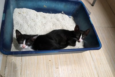 Why Is My Cat Sleeping in the Litter Box?