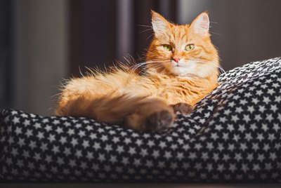 Why Doesn't My Cat Like Blankets?