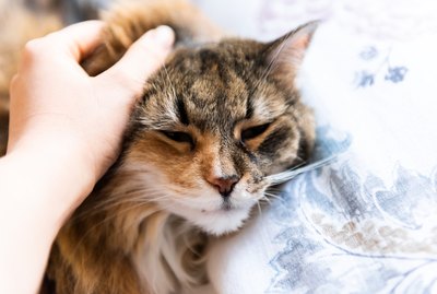 Does Purring Always Mean Your Cat is Happy?