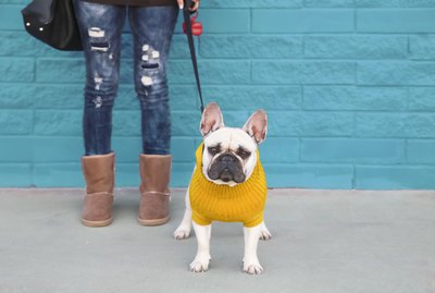 Is It OK To Put Clothes or Costumes on Your Dog?