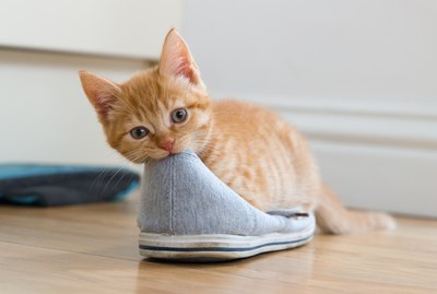 Why Does My Cat Love My Shoes?