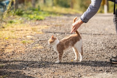 Why Do Cats Raise Their Backs When You Pet Them?