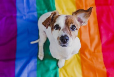 Should You Take Your Dog to Pride?