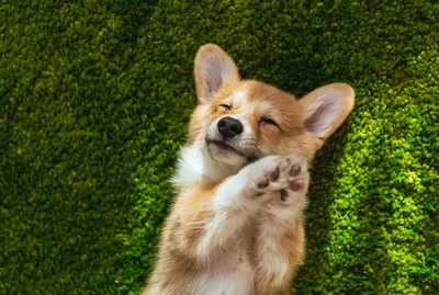 How To Puppy Proof Your Home