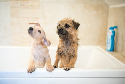 What Grooming Tools Do I Need For My New Dog?