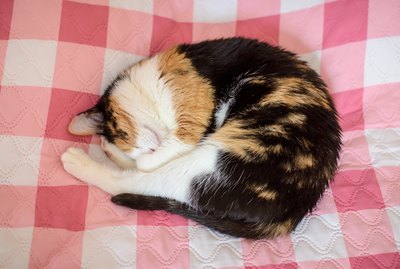 Why Does My Cat Turn Around Before Settling on a Blanket?