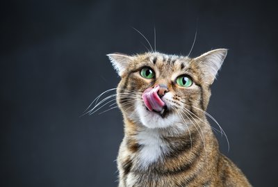 Why Do Some Cats Lick When You Scratch Their Backs?