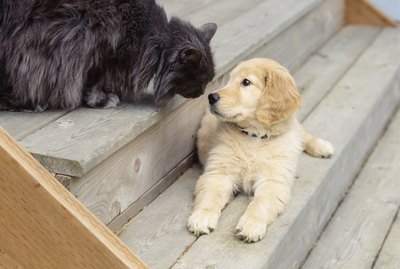 How to Introduce a Dog to a Cat