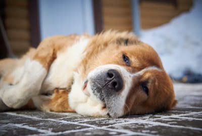 noise machine for dogs barking noise machine for dogs barking
