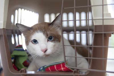 How To Introduce a New Cat To Your Resident Cat