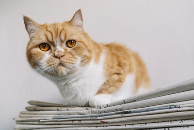 Why Do Cats Sit on Anything You're Using?