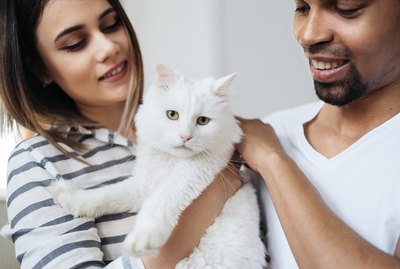 How to Find The Right Cat For You