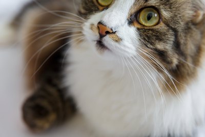 Why Do Cats Like Stinky Things?