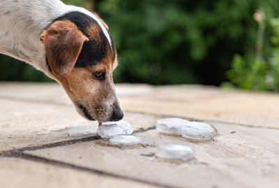 Easy Enrichment: Make a DIY Frozen Treasure Game For Your Dog