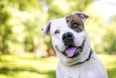 What Do Dogs Hear?