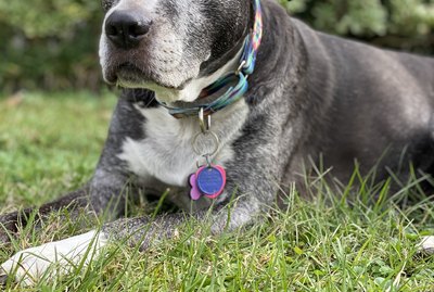 Best Dog ID Tags