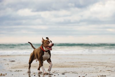 The Body Types of the American Pitbull Terrier