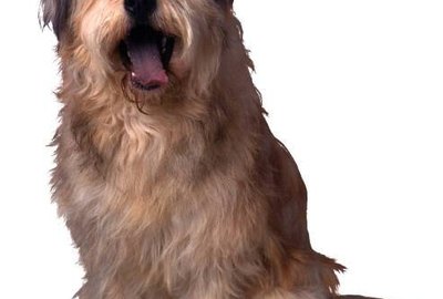 dog amoxicillin side effects dog amoxicillin side effects