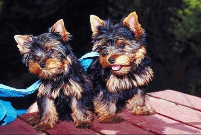 Basic Haircuts for Yorkie Terrier Dogs