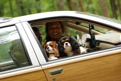 15 Very Good Dogs Riding Shotgun