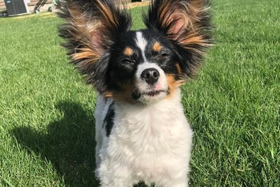 The Very Best of The Big Ear Dog Challenge