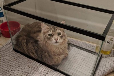 21 Cats Who've Fallen Into Cunning Cat Traps