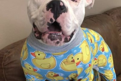 17 Dogs Who Are Ready for Bed