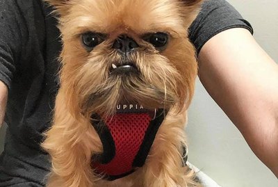 19 Photos of Cats & Dogs That Will Never Not Be Funny as Heck