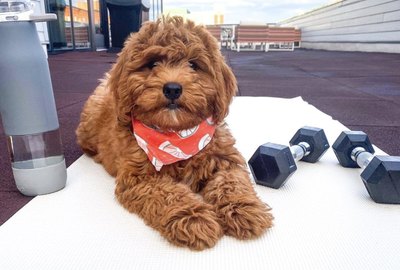 19 Dogs Absolutely Crushing Their Workouts