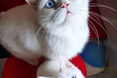17 Pets Posing With Miniature Versions of Themselves