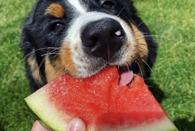 Just 15 Dogs Going Wild For Watermelon