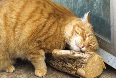 18 Pictures That Prove Orange Cats Are The Goofiest Cats