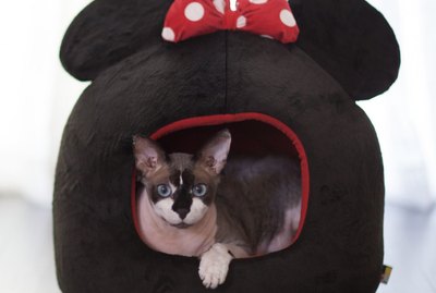 5 Super Cute 'Mickey Mouse & Friends' Dog & Cat Beds