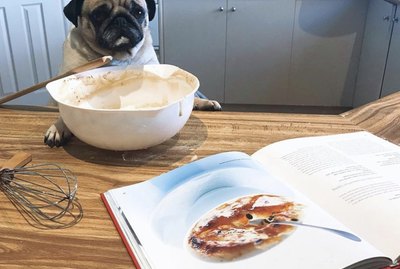 18 Dogs Who Deserve Their Own Baking Shows