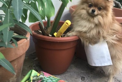 21 Dogs Who Are Better Gardeners Than You