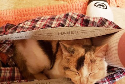 16 of The Very Best Feline Bathroom Attendants