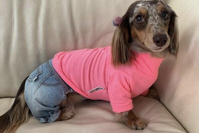 23 Dogs Looking Dapper in Denim