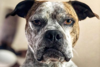 The Very Best Dog Photos From 'In The Mugshot' Challenge