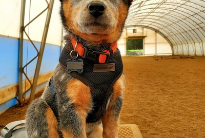 The Very Best Dog Photos From the #ModelChallenge