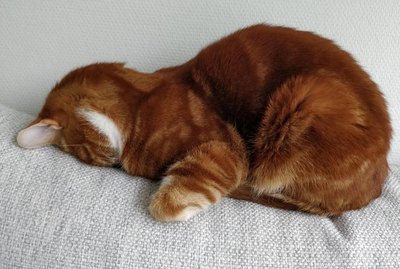15 Pictures of Cats Faceplanting That Are All of Us