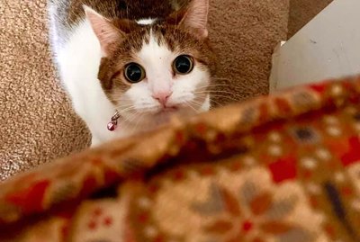 17 Cats With Gigantic Saucer Eyes