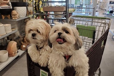 18 Dogs on Shopping Sprees