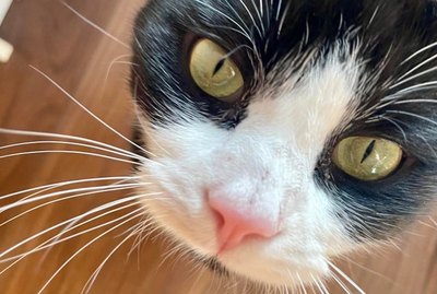 16 Kitties With Magnificent Whiskers