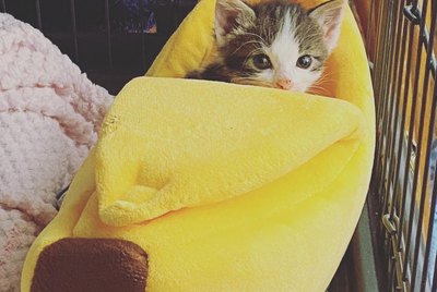 16 Cats (And 1 Dog) Sleeping in Banana Beds