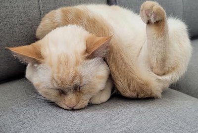 24 Photos That Prove Cats Are All-Star Sleepers